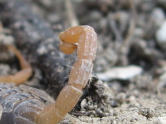 Aegaeobuthus gibbosus