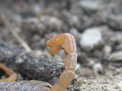 Aegaeobuthus gibbosus