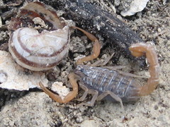 Aegaeobuthus gibbosus