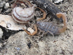 Aegaeobuthus gibbosus