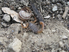 Aegaeobuthus gibbosus