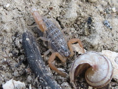 Aegaeobuthus gibbosus