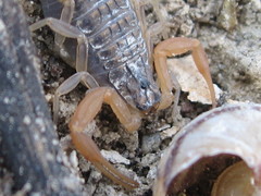 Aegaeobuthus gibbosus