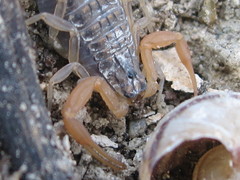 Aegaeobuthus gibbosus