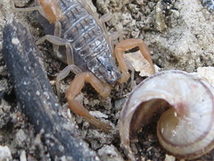 Aegaeobuthus gibbosus