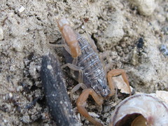 Aegaeobuthus gibbosus