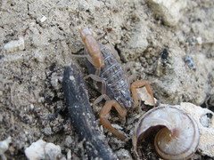 Aegaeobuthus gibbosus