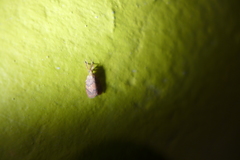 Abrochocis esperanza