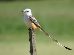 Tyrannus forficatus