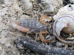 Aegaeobuthus gibbosus