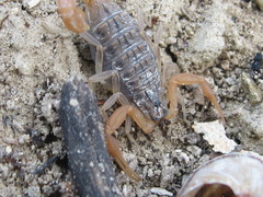 Aegaeobuthus gibbosus