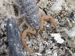 Aegaeobuthus gibbosus