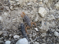 Aegaeobuthus gibbosus