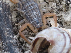 Aegaeobuthus gibbosus