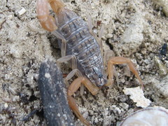 Aegaeobuthus gibbosus