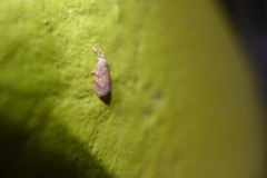 Abrochocis esperanza