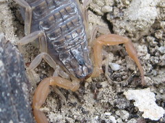 Aegaeobuthus gibbosus