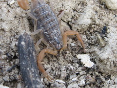 Aegaeobuthus gibbosus