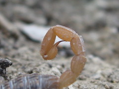 Aegaeobuthus gibbosus