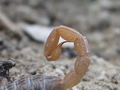 Aegaeobuthus gibbosus