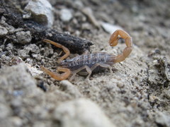 Aegaeobuthus gibbosus