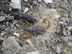 Aegaeobuthus gibbosus