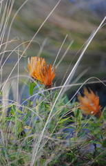 Chuquiraga longiflora