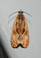 Olethreutes nigranum