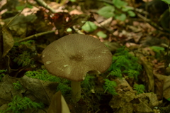 Entoloma violaceum