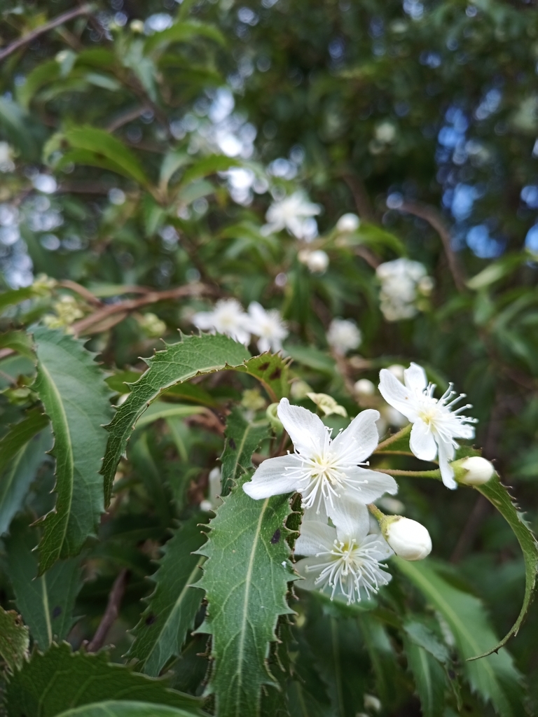 Narrow-leaved lacebark