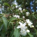 Hoheria angustifolia - Photo (c) Celia Wade-Brown, μερικά δικαιώματα διατηρούνται (CC BY-NC), uploaded by Celia Wade-Brown