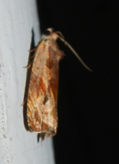 Olethreutes nigranum