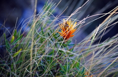 Chuquiraga longiflora