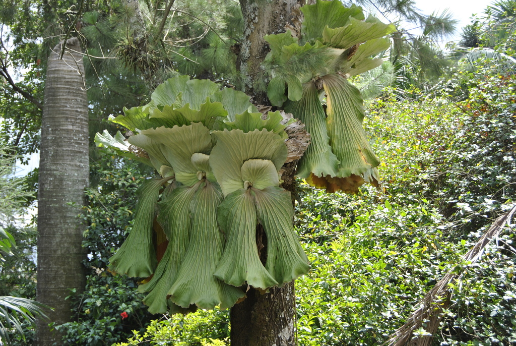 Elkhorn Staghorn Fern