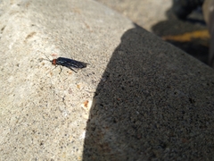 Acantholyda erythrocephala