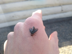 Acantholyda erythrocephala