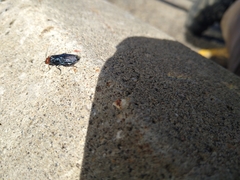 Acantholyda erythrocephala