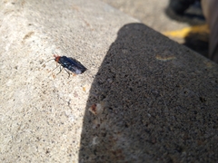 Acantholyda erythrocephala