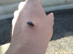 Acantholyda erythrocephala