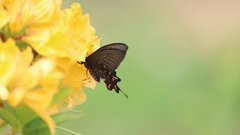 Byasa