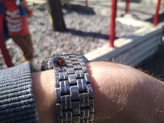 Acantholyda erythrocephala