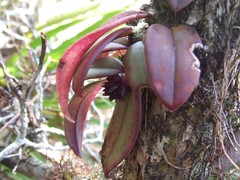 Bulbophyllum retrorsum
