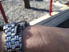 Acantholyda erythrocephala