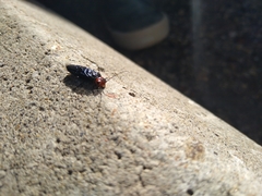 Acantholyda erythrocephala