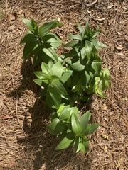 Gloriosa superba