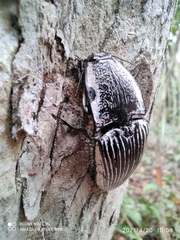 Chalcolepidius rugatus