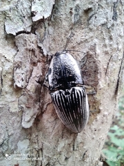 Chalcolepidius rugatus