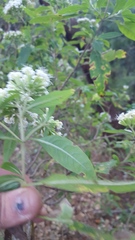 Stevia subpubescens