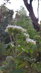 Stevia subpubescens
