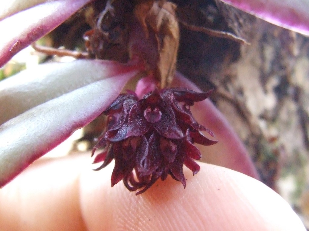 Bulbophyllum retrorsum